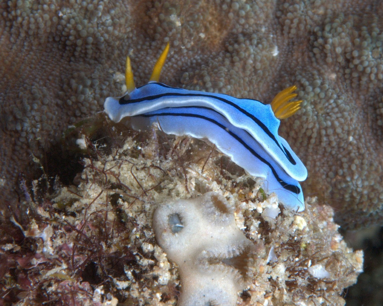 Chromodoris lochi